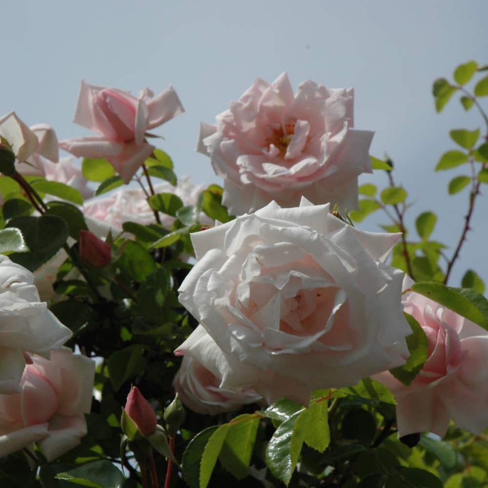 NetPS Plant Finder (www.netpsplantfinder.com)