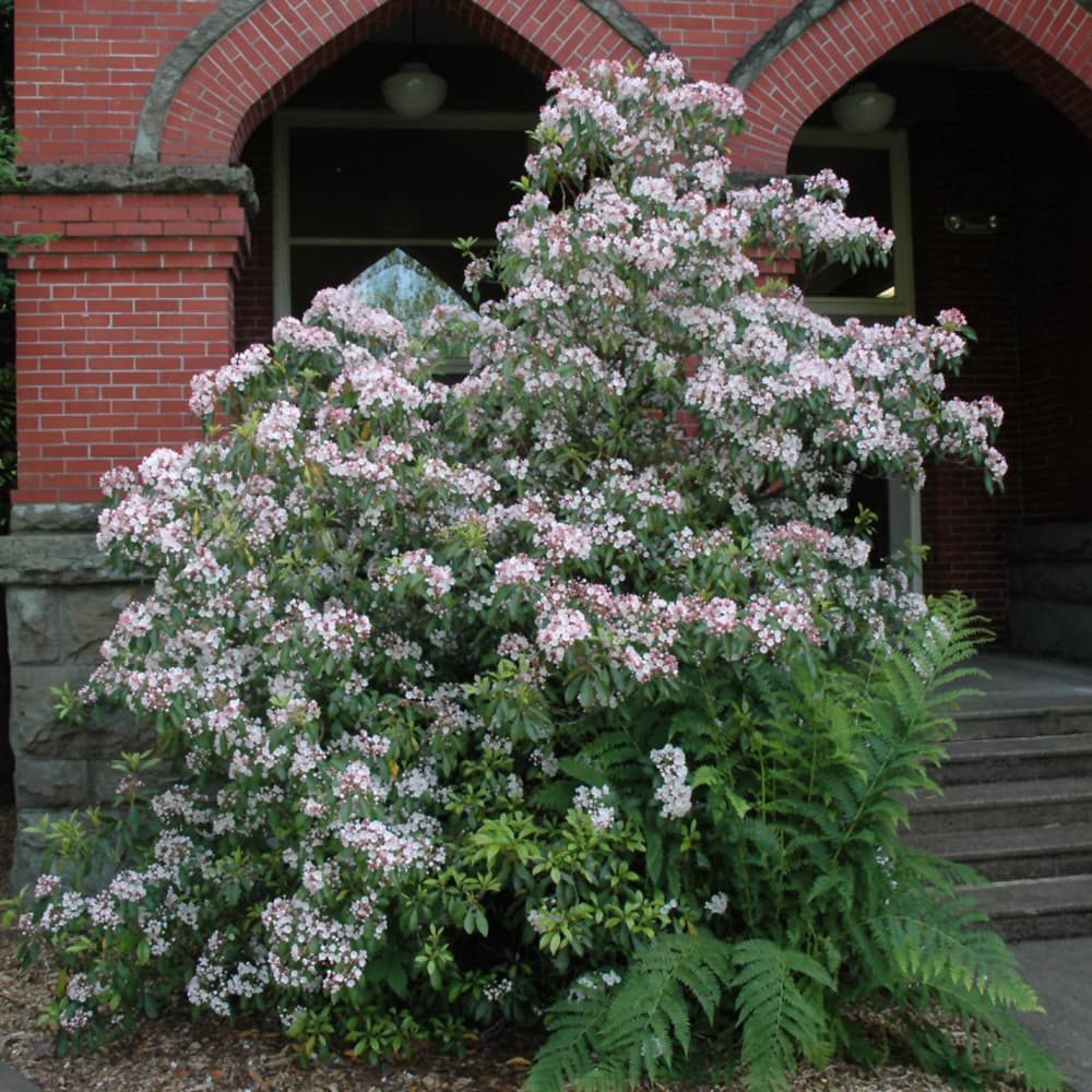 NetPS Plant Finder (www.netpsplantfinder.com)