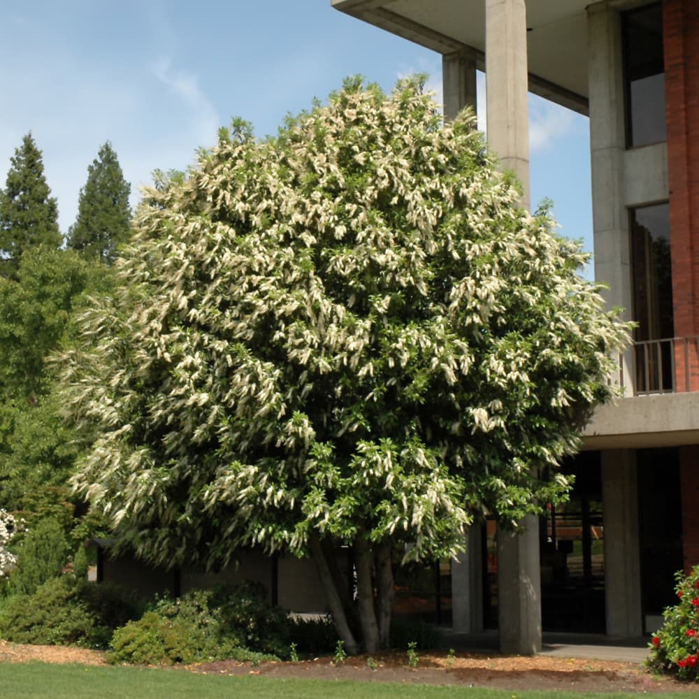 NetPS Plant Finder (www.netpsplantfinder.com)