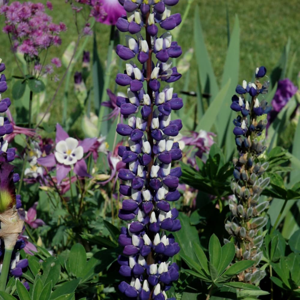 NetPS Plant Finder (www.netpsplantfinder.com)