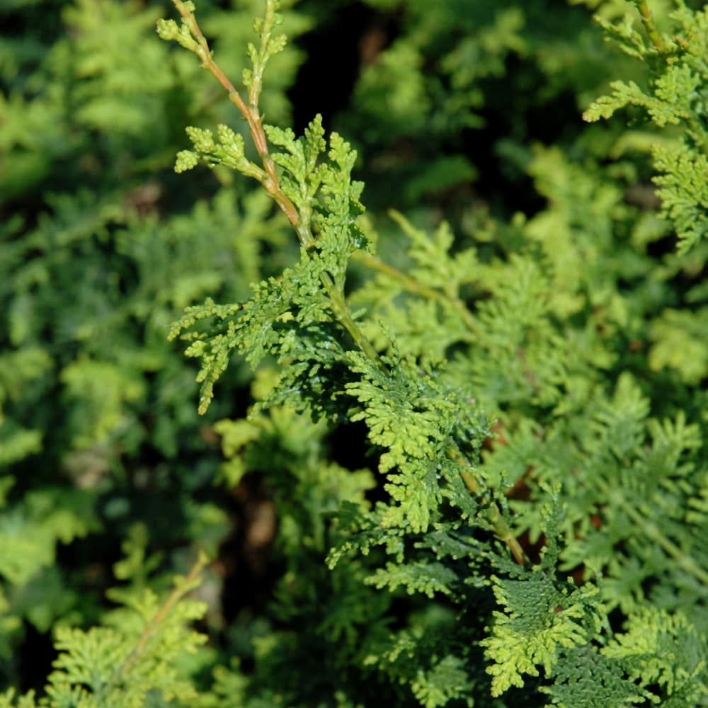 Cypress Hinoki Fernspray