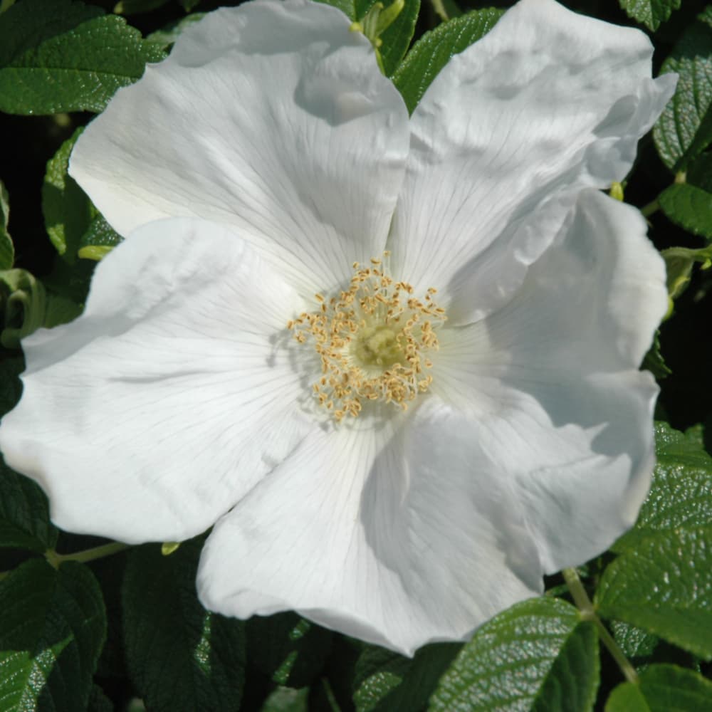 NetPS Plant Finder (www.netpsplantfinder.com)