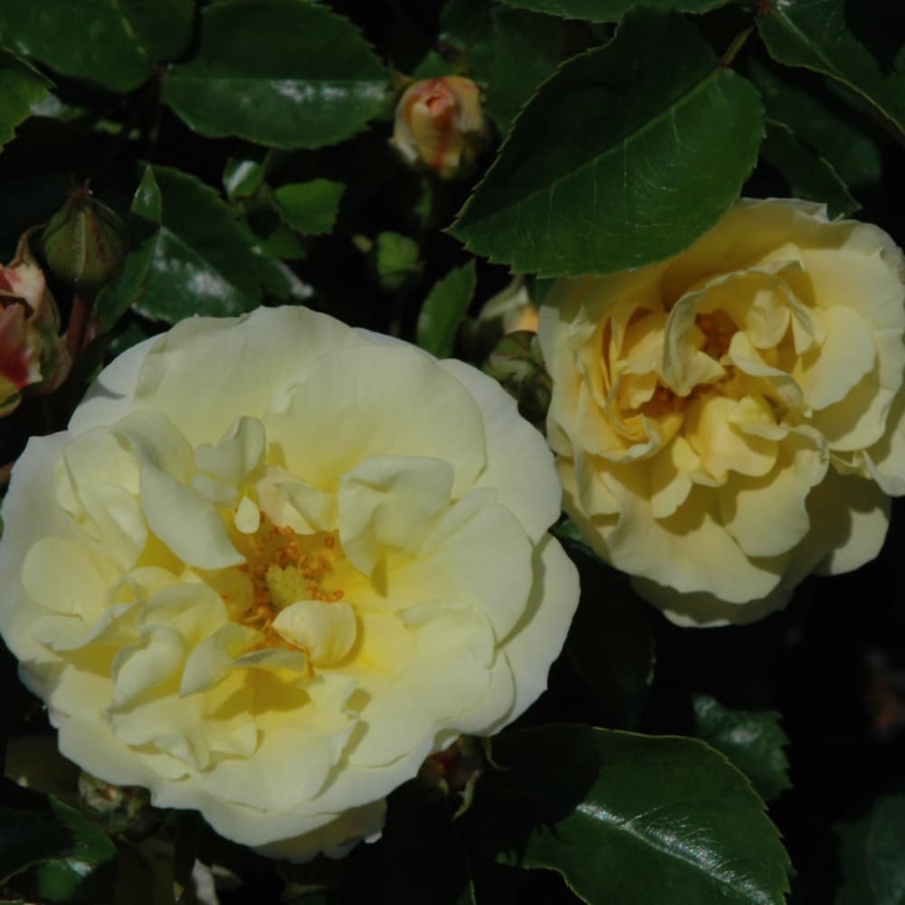 NetPS Plant Finder (www.netpsplantfinder.com)