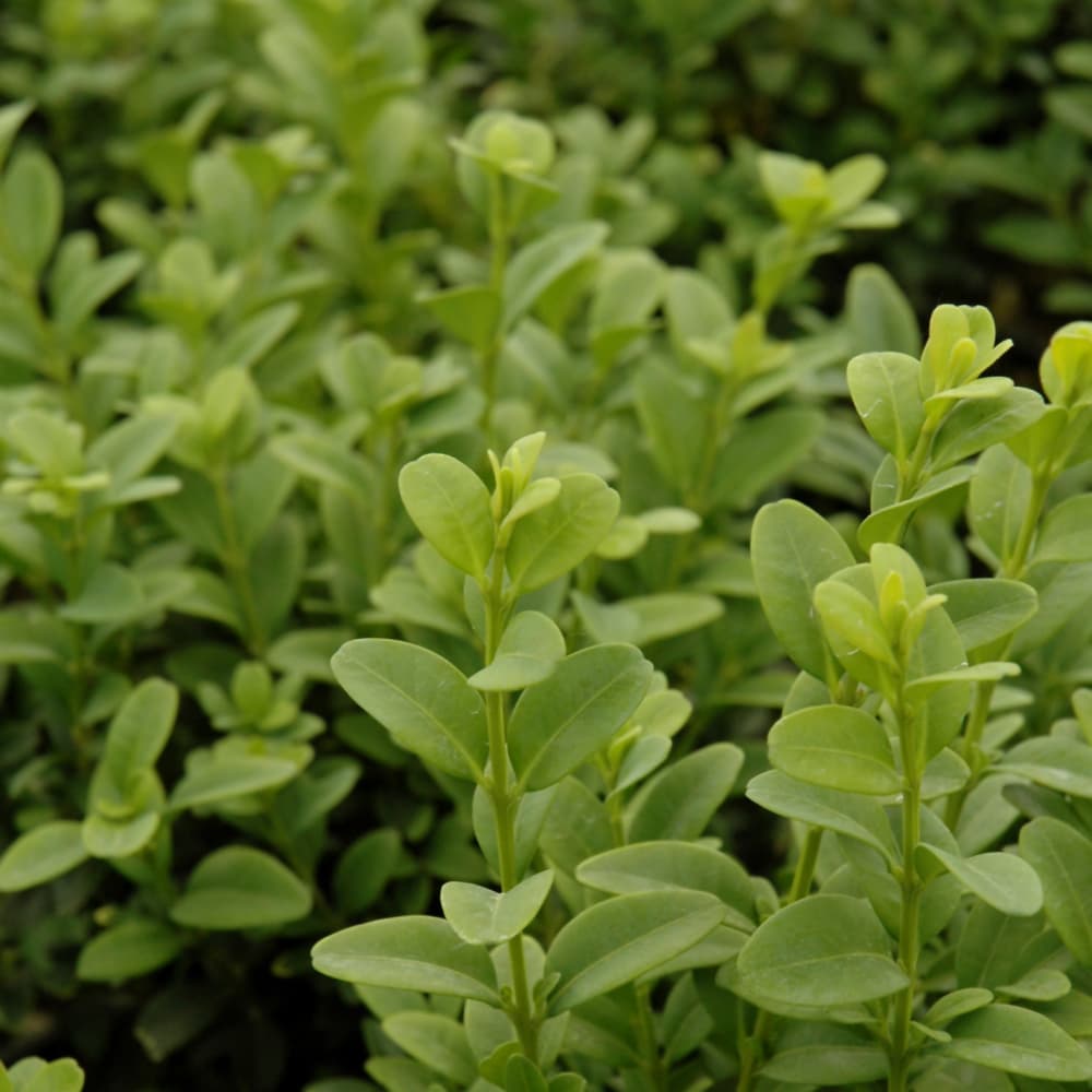 NetPS Plant Finder (www.netpsplantfinder.com)