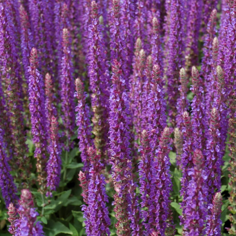 NetPS Plant Finder (www.netpsplantfinder.com)