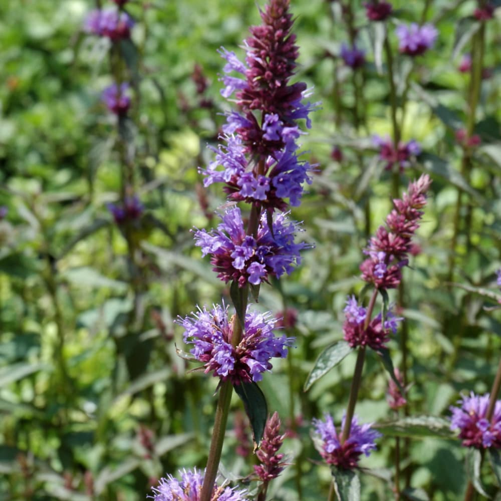 NetPS Plant Finder (www.netpsplantfinder.com)