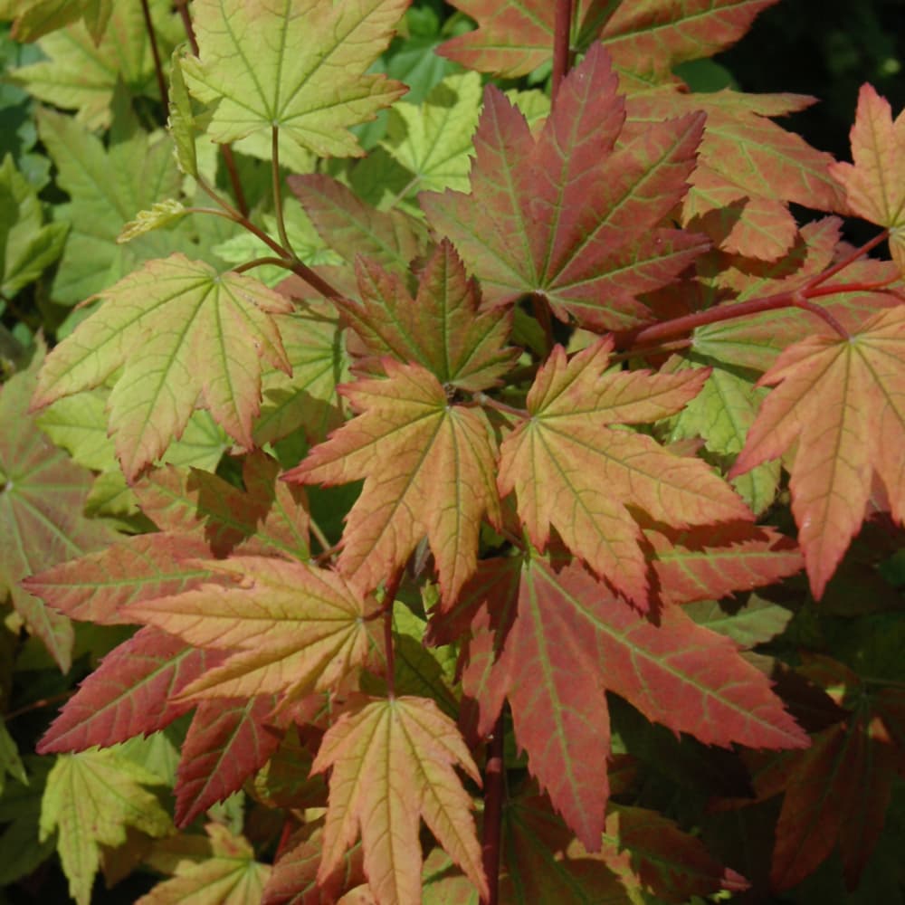 NetPS Plant Finder (www.netpsplantfinder.com)