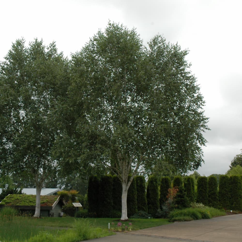 Birch Jacquemontii
