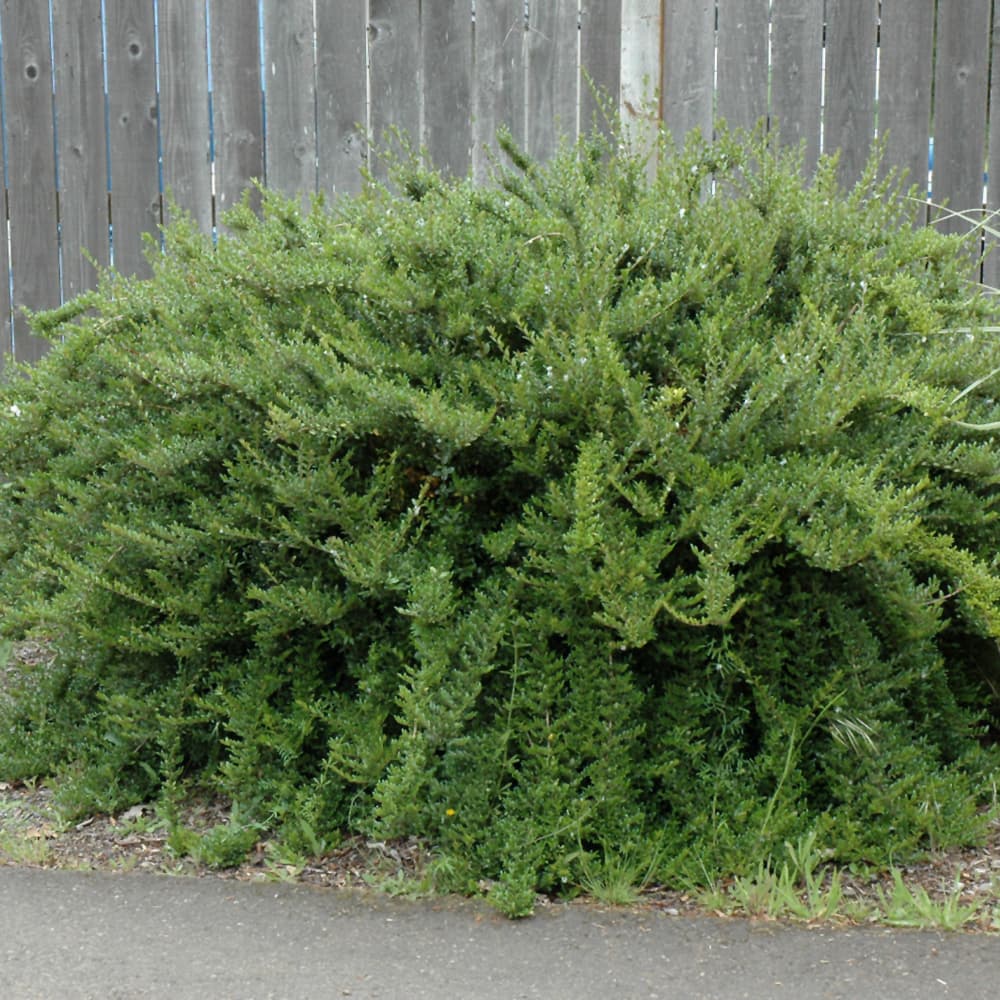 Honeysuckle Thunderbolt