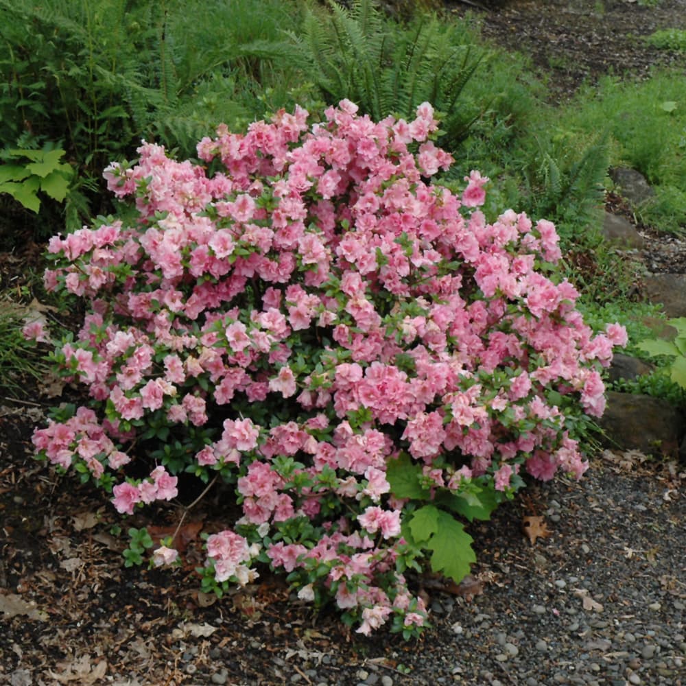 NetPS Plant Finder (www.netpsplantfinder.com)
