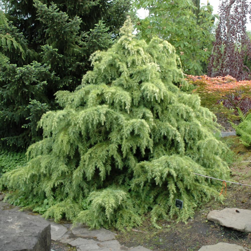 Cedar Silver Mist
