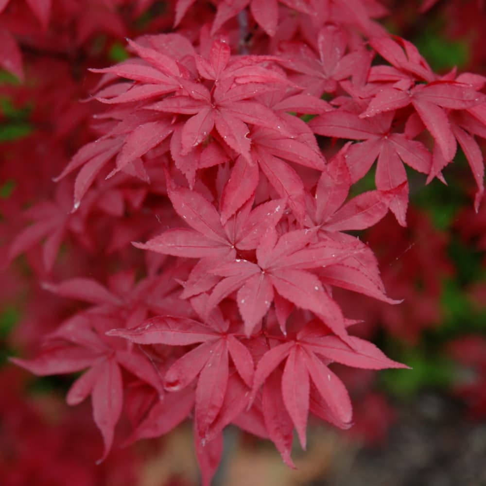 NetPS Plant Finder (www.netpsplantfinder.com)