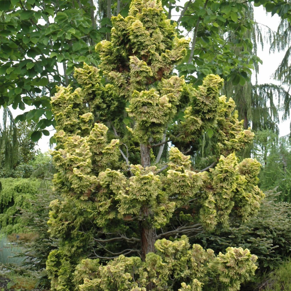 NetPS Plant Finder (www.netpsplantfinder.com)