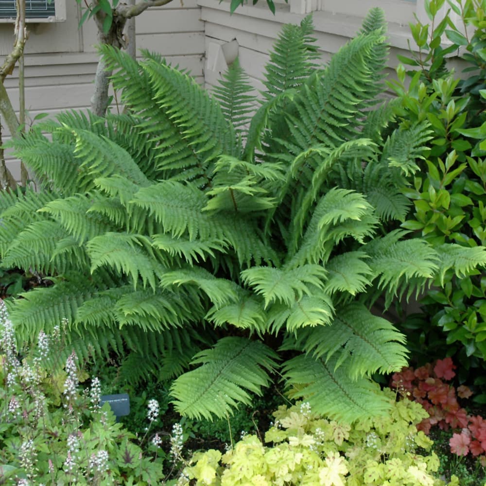 NetPS Plant Finder (www.netpsplantfinder.com)