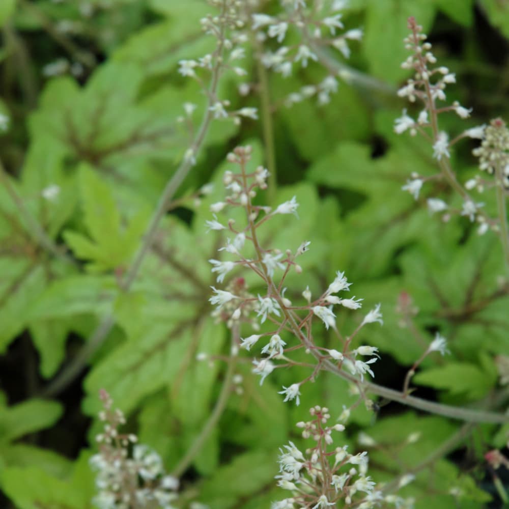 NetPS Plant Finder (www.netpsplantfinder.com)