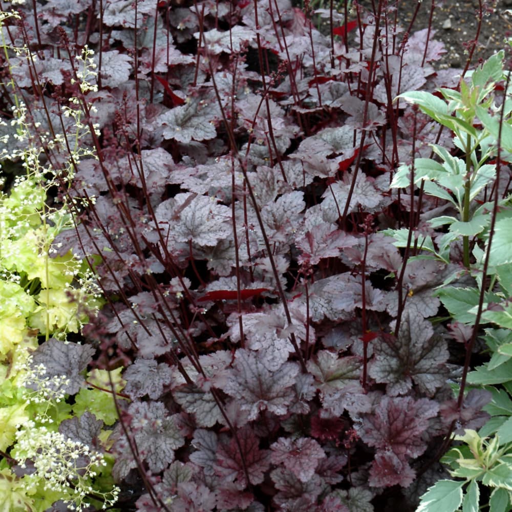 NetPS Plant Finder (www.netpsplantfinder.com)
