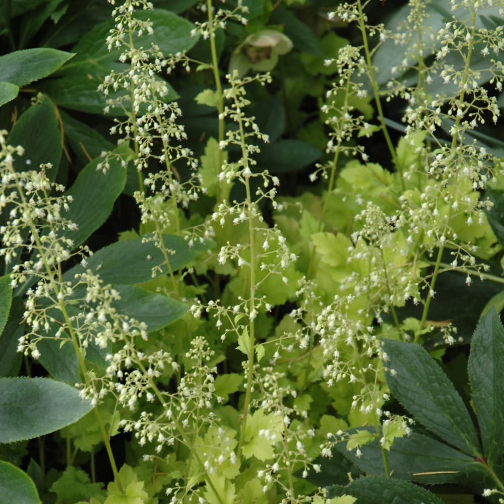NetPS Plant Finder (www.netpsplantfinder.com)