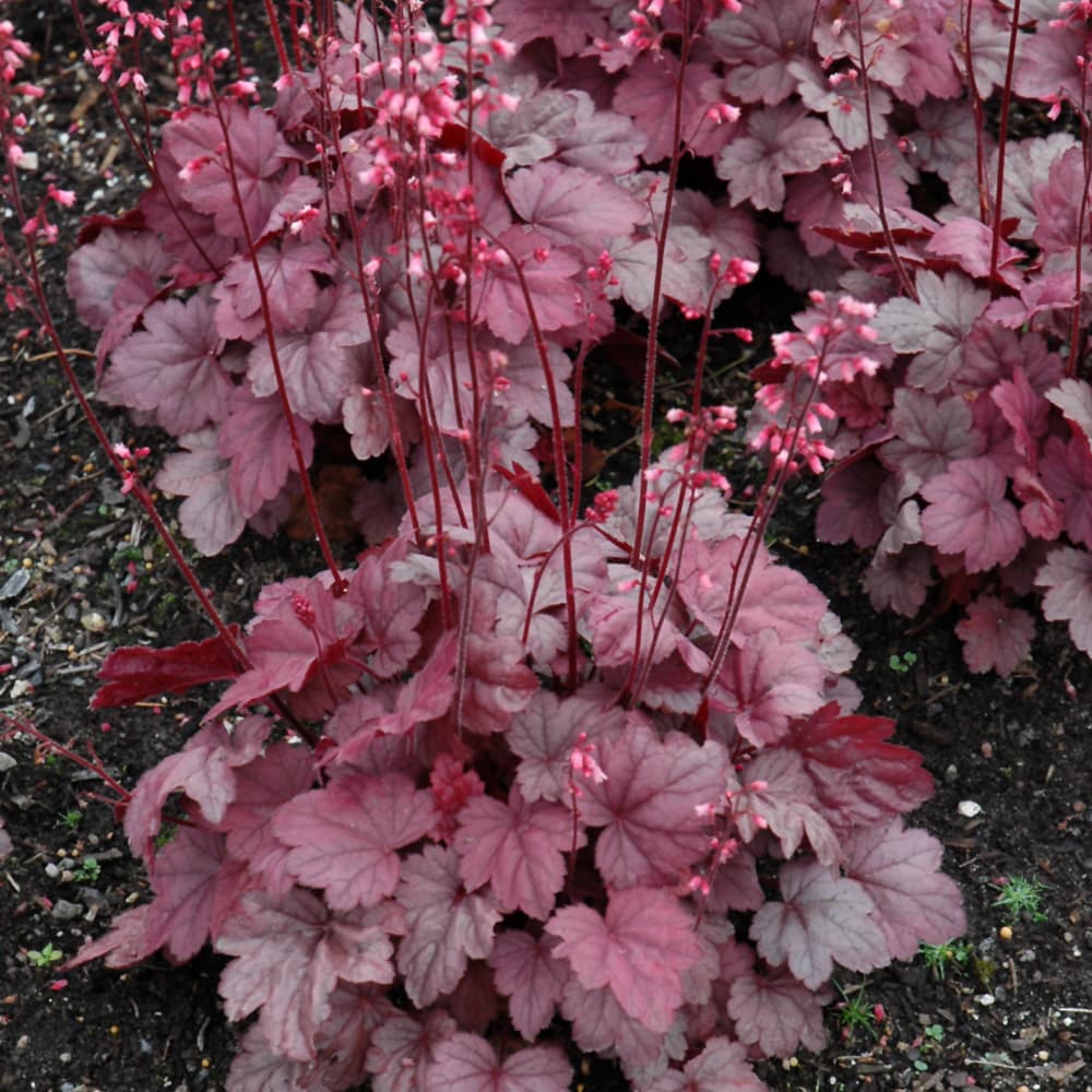 NetPS Plant Finder (www.netpsplantfinder.com)