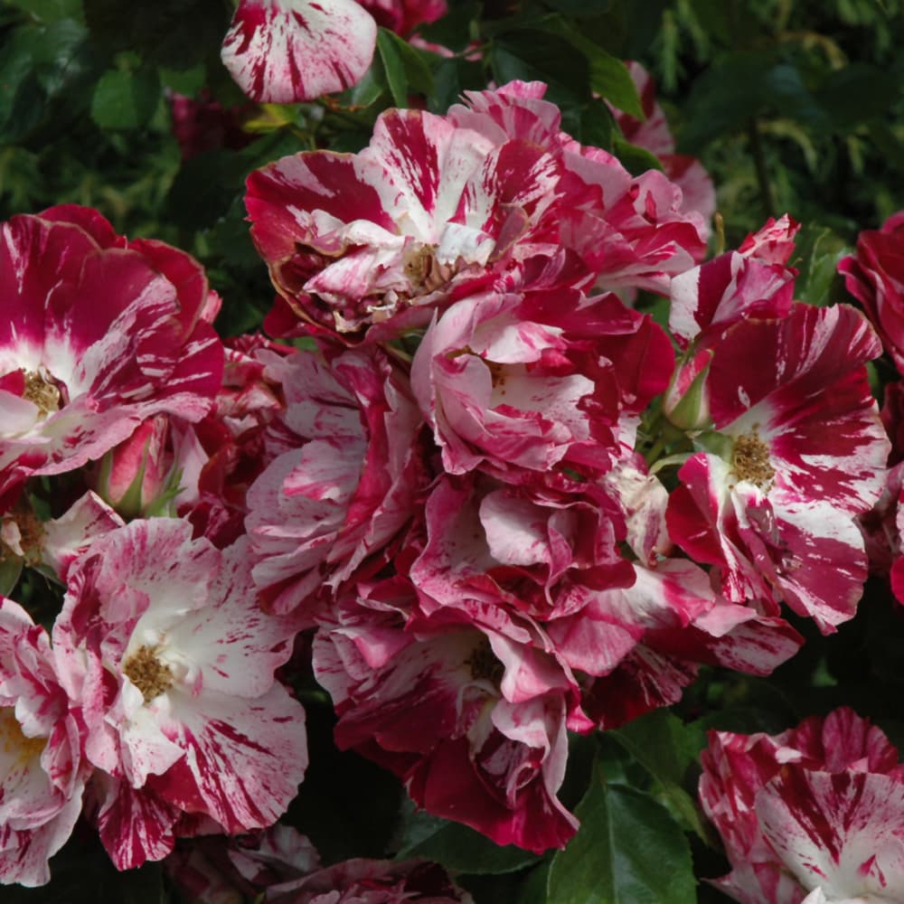 NetPS Plant Finder (www.netpsplantfinder.com)