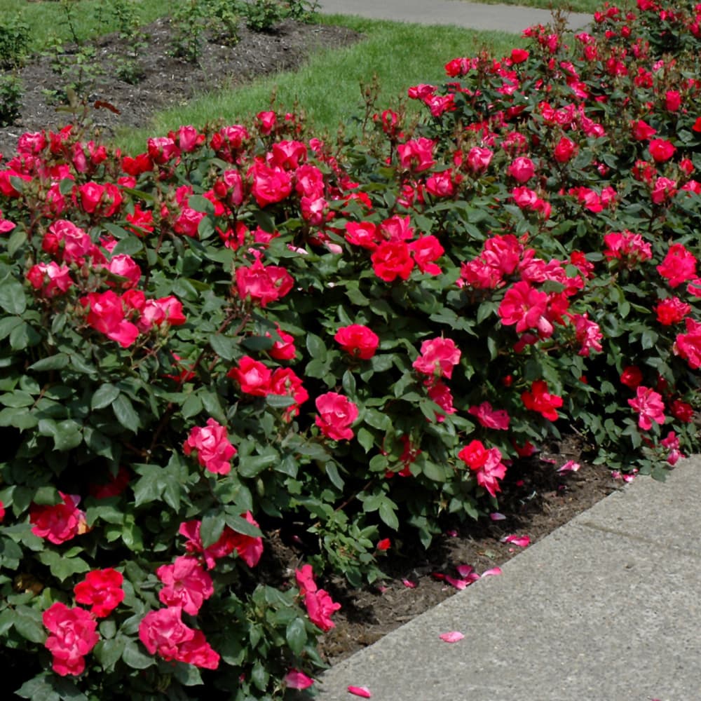 NetPS Plant Finder (www.netpsplantfinder.com)