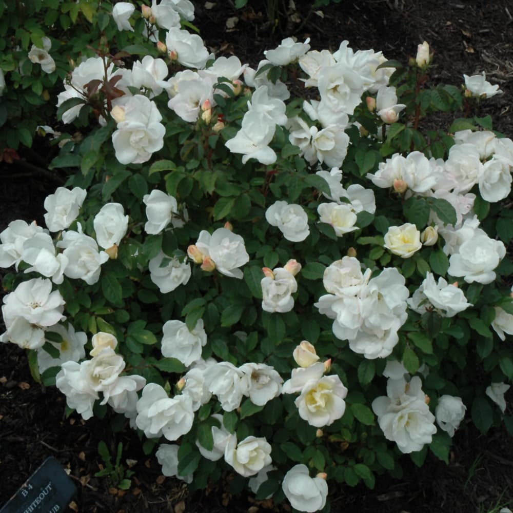 NetPS Plant Finder (www.netpsplantfinder.com)