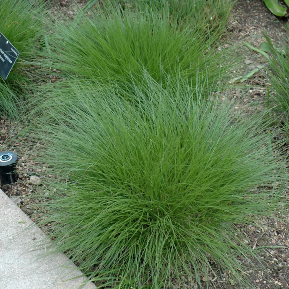 NetPS Plant Finder (www.netpsplantfinder.com)