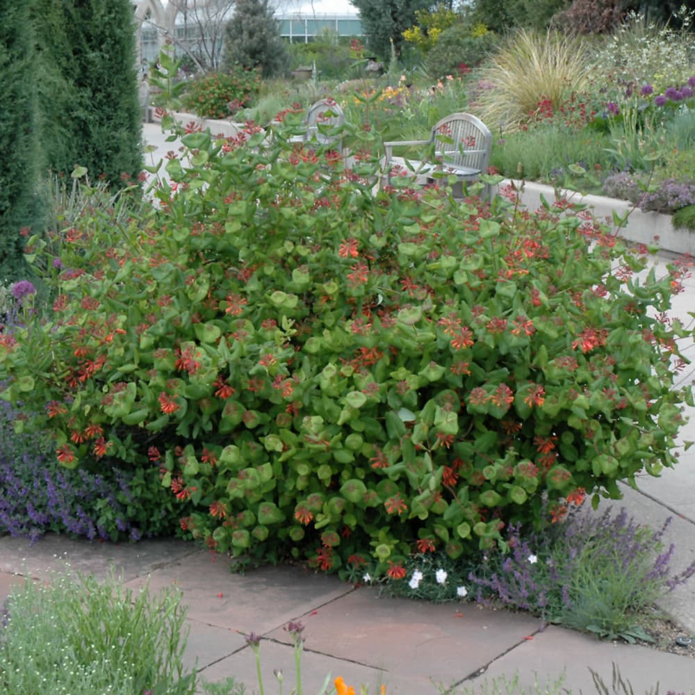 NetPS Plant Finder (www.netpsplantfinder.com)