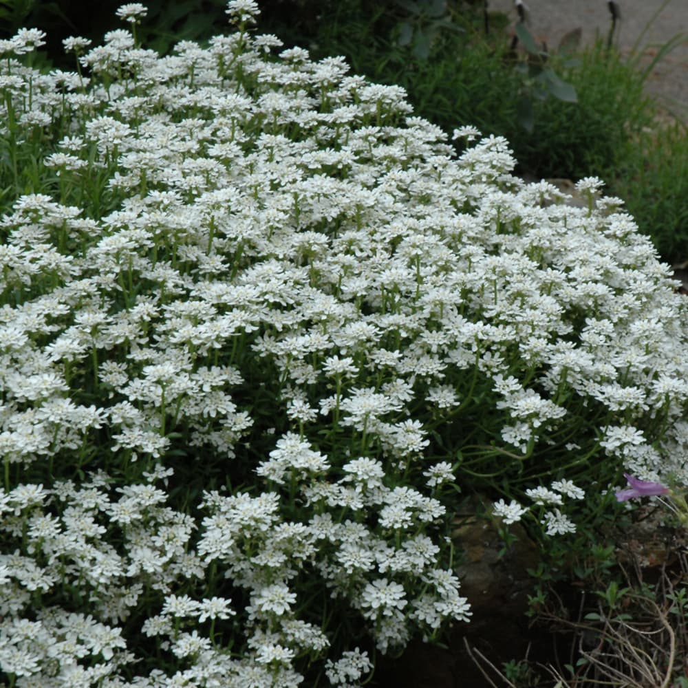 NetPS Plant Finder (www.netpsplantfinder.com)