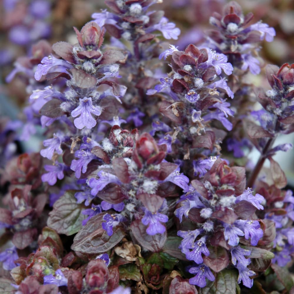 Ajuga Bronze Beauty