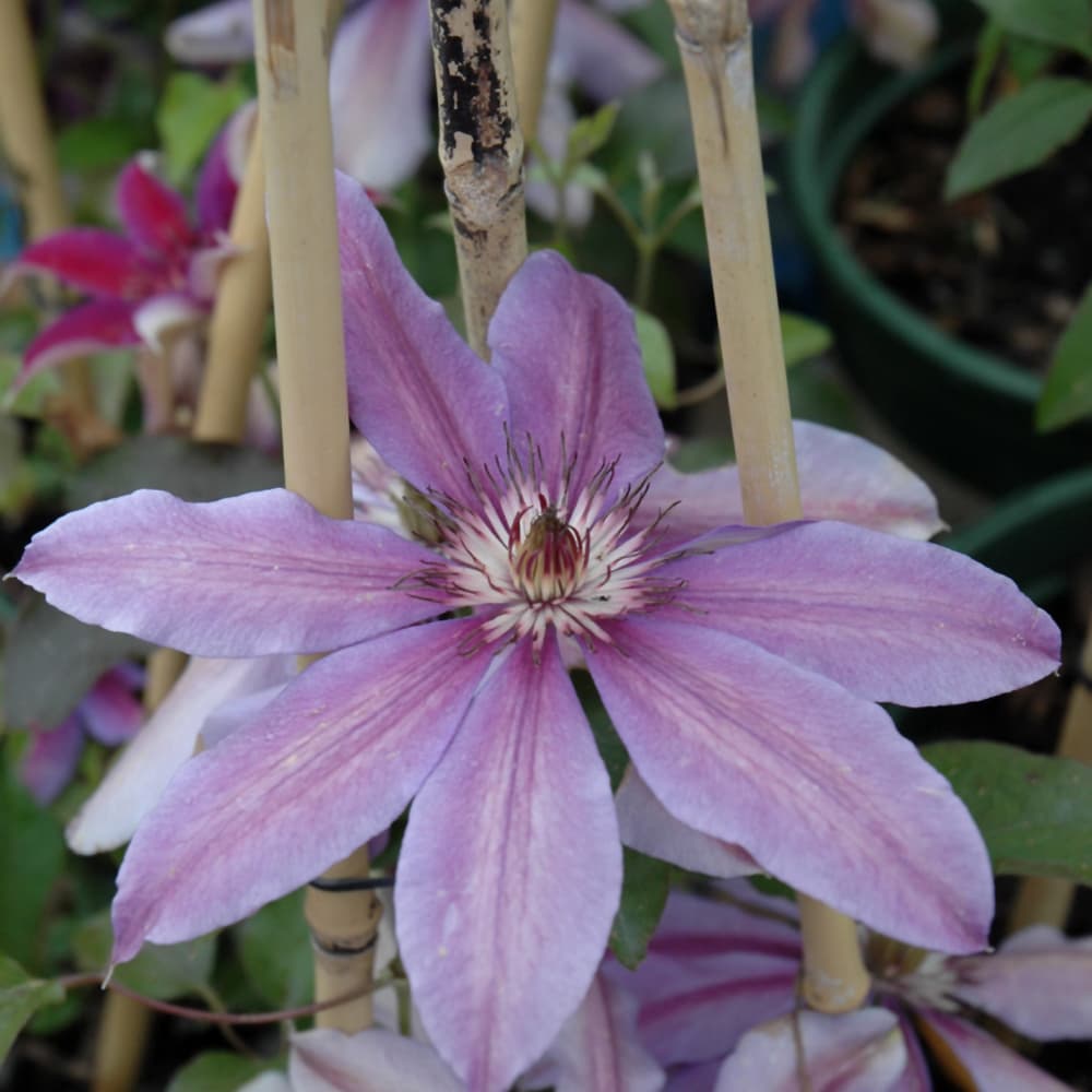Clematis Starry Nights