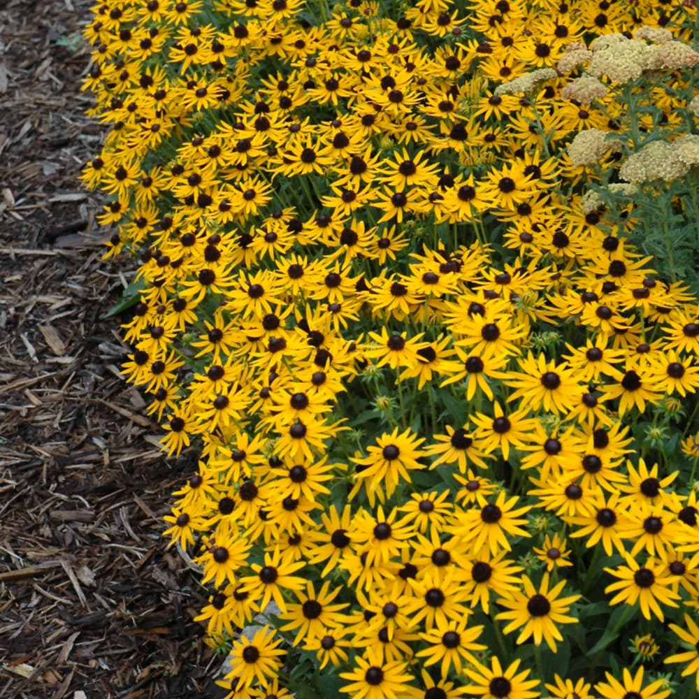 NetPS Plant Finder (www.netpsplantfinder.com)