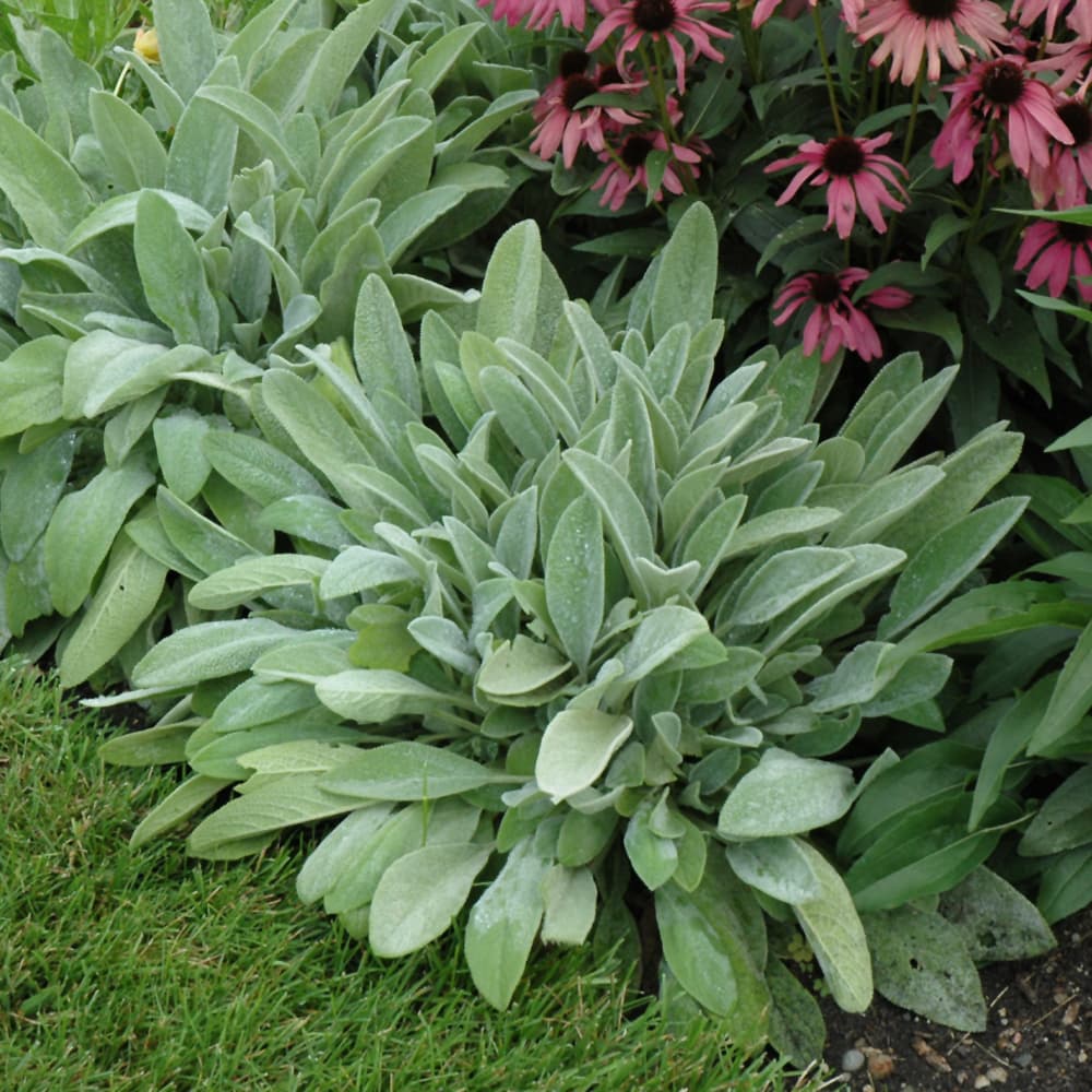 NetPS Plant Finder (www.netpsplantfinder.com)