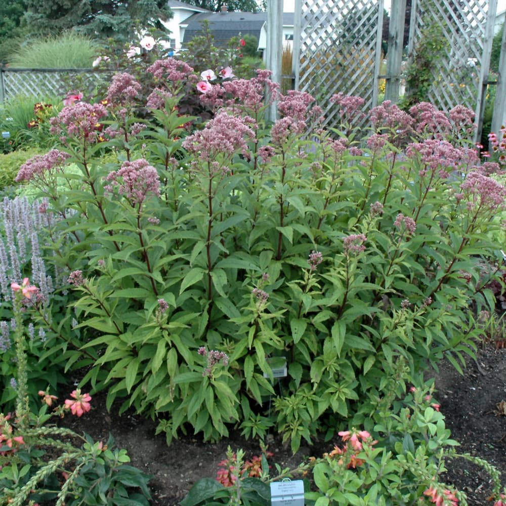 NetPS Plant Finder (www.netpsplantfinder.com)