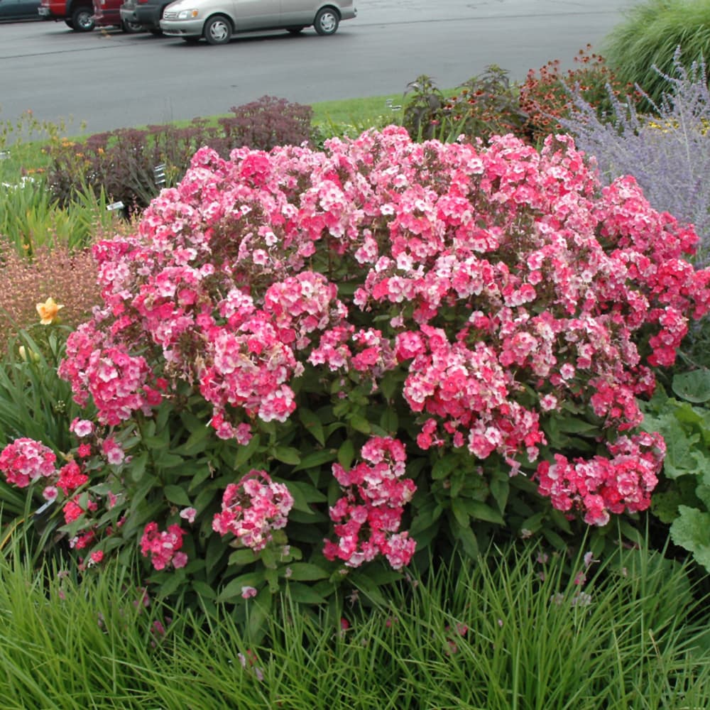 NetPS Plant Finder (www.netpsplantfinder.com)