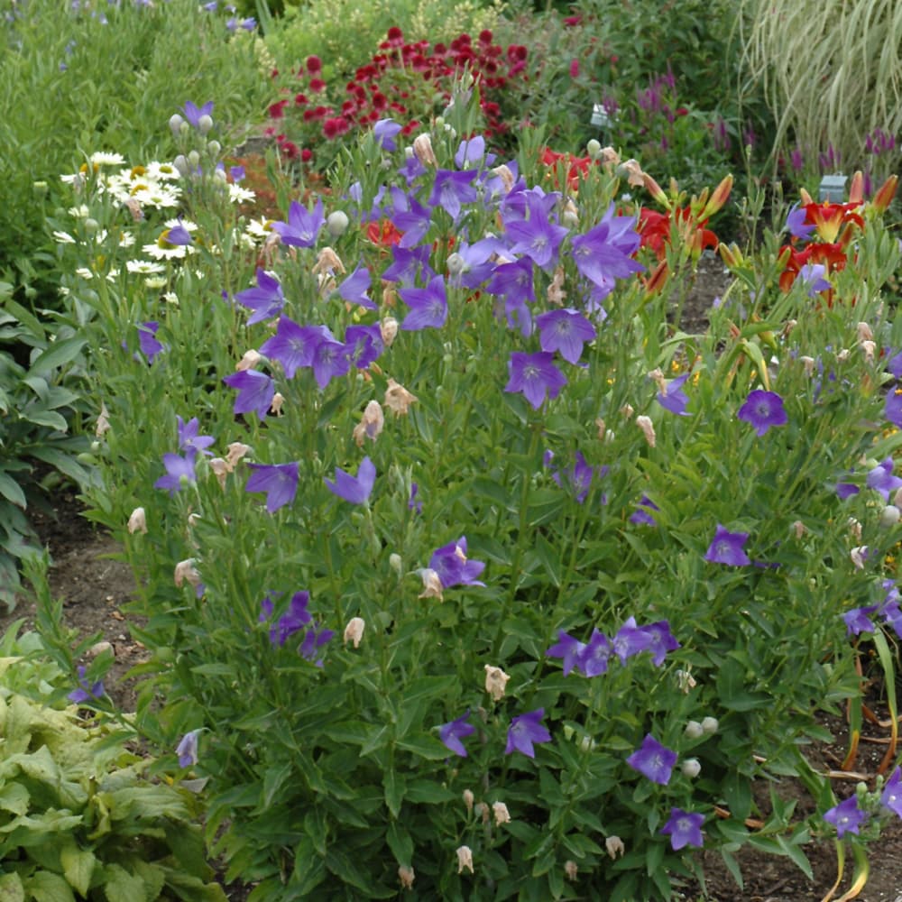 NetPS Plant Finder (www.netpsplantfinder.com)