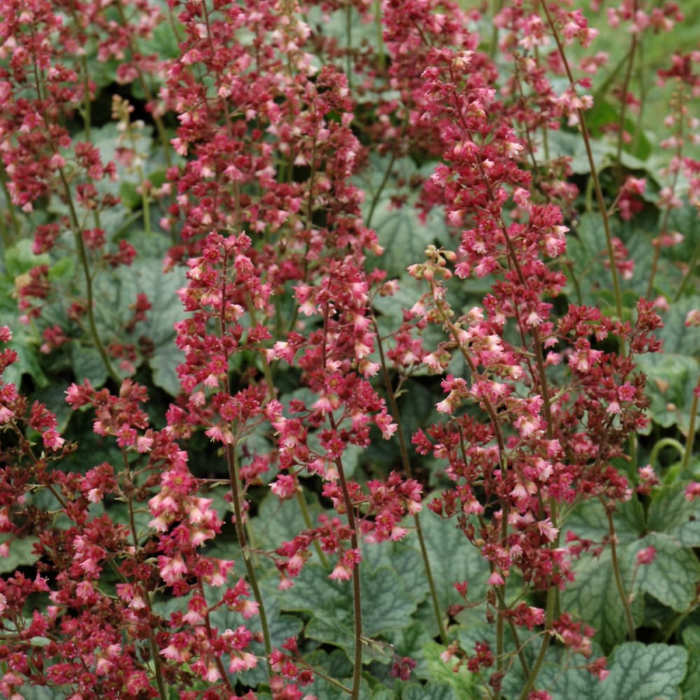 NetPS Plant Finder (www.netpsplantfinder.com)