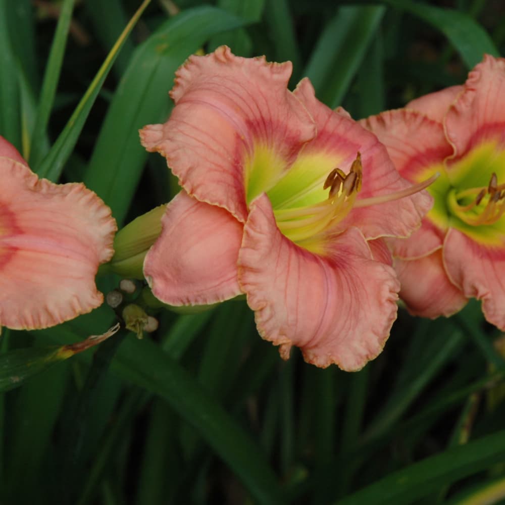 NetPS Plant Finder (www.netpsplantfinder.com)