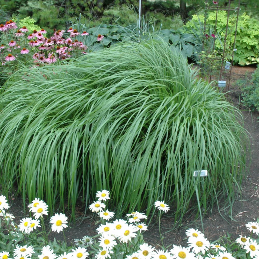 Grass Fountain Red Head