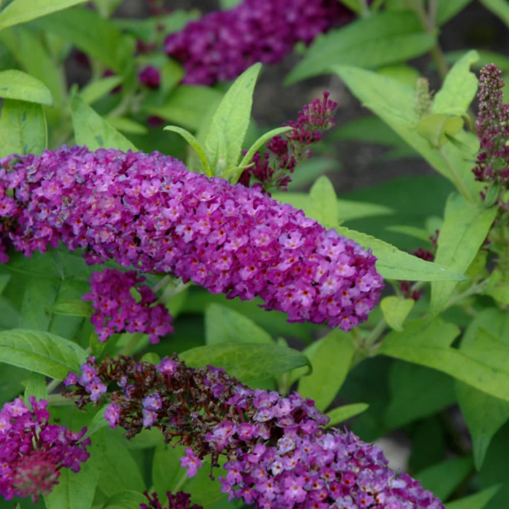 Butterfly Bush Crown Jewels