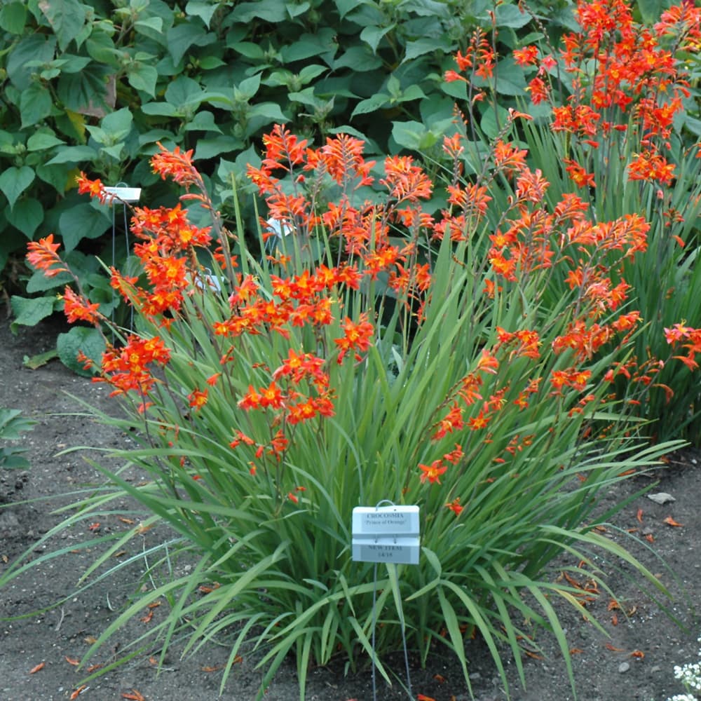 NetPS Plant Finder (www.netpsplantfinder.com)