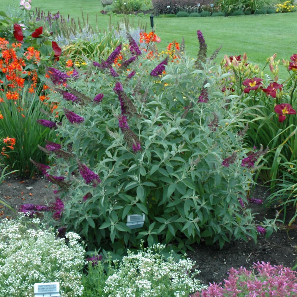 NetPS Plant Finder (www.netpsplantfinder.com)