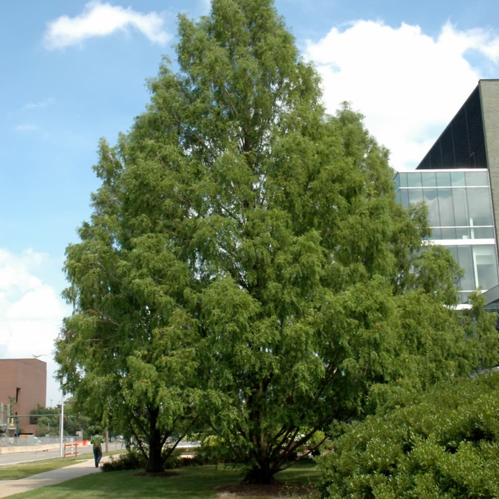 Dawn Redwood