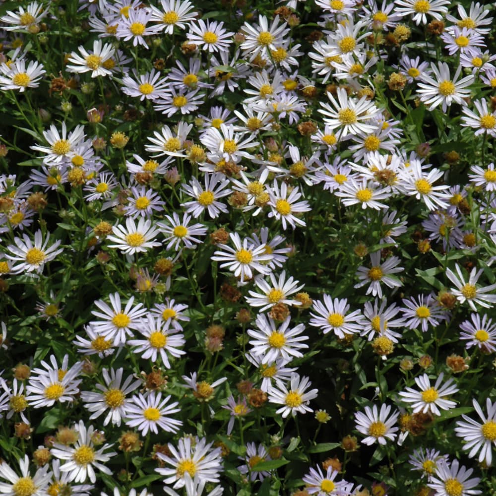 NetPS Plant Finder (www.netpsplantfinder.com)