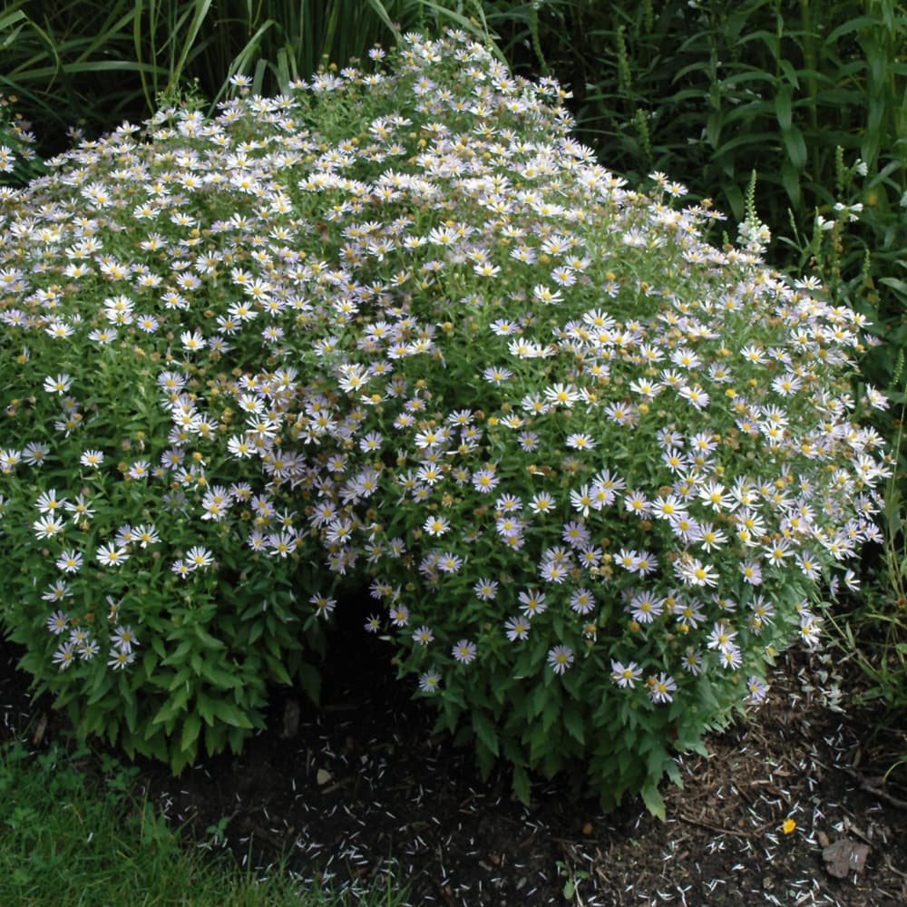 NetPS Plant Finder (www.netpsplantfinder.com)