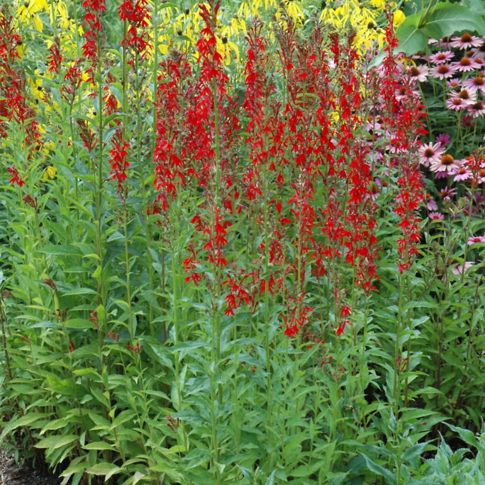 NetPS Plant Finder (www.netpsplantfinder.com)