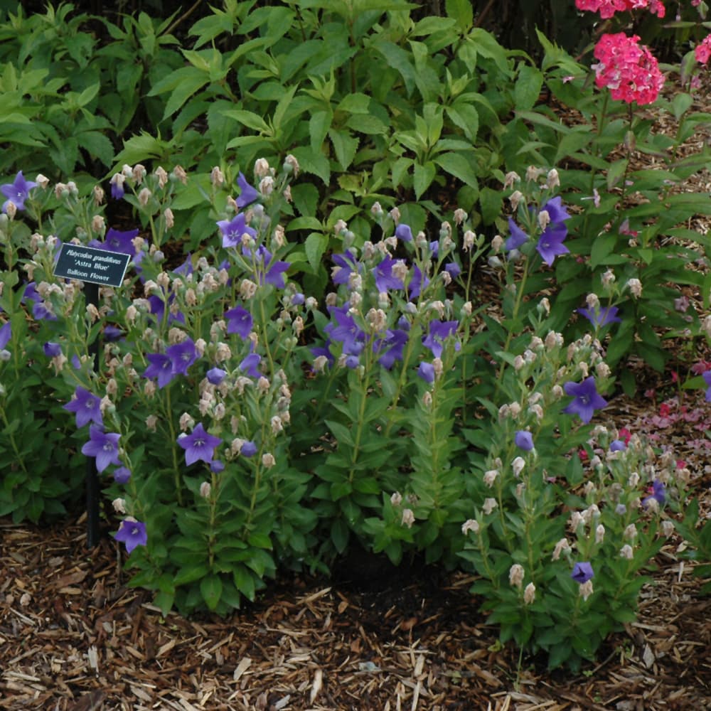 NetPS Plant Finder (www.netpsplantfinder.com)