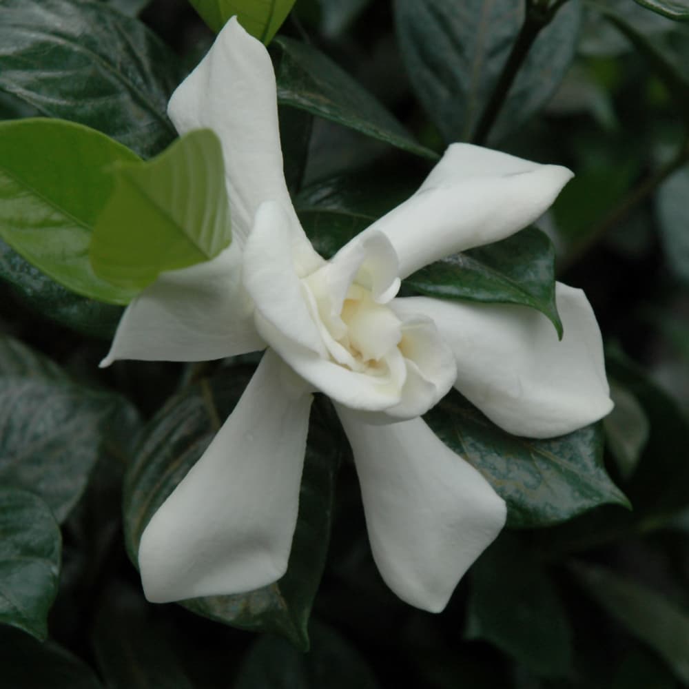 NetPS Plant Finder (www.netpsplantfinder.com)