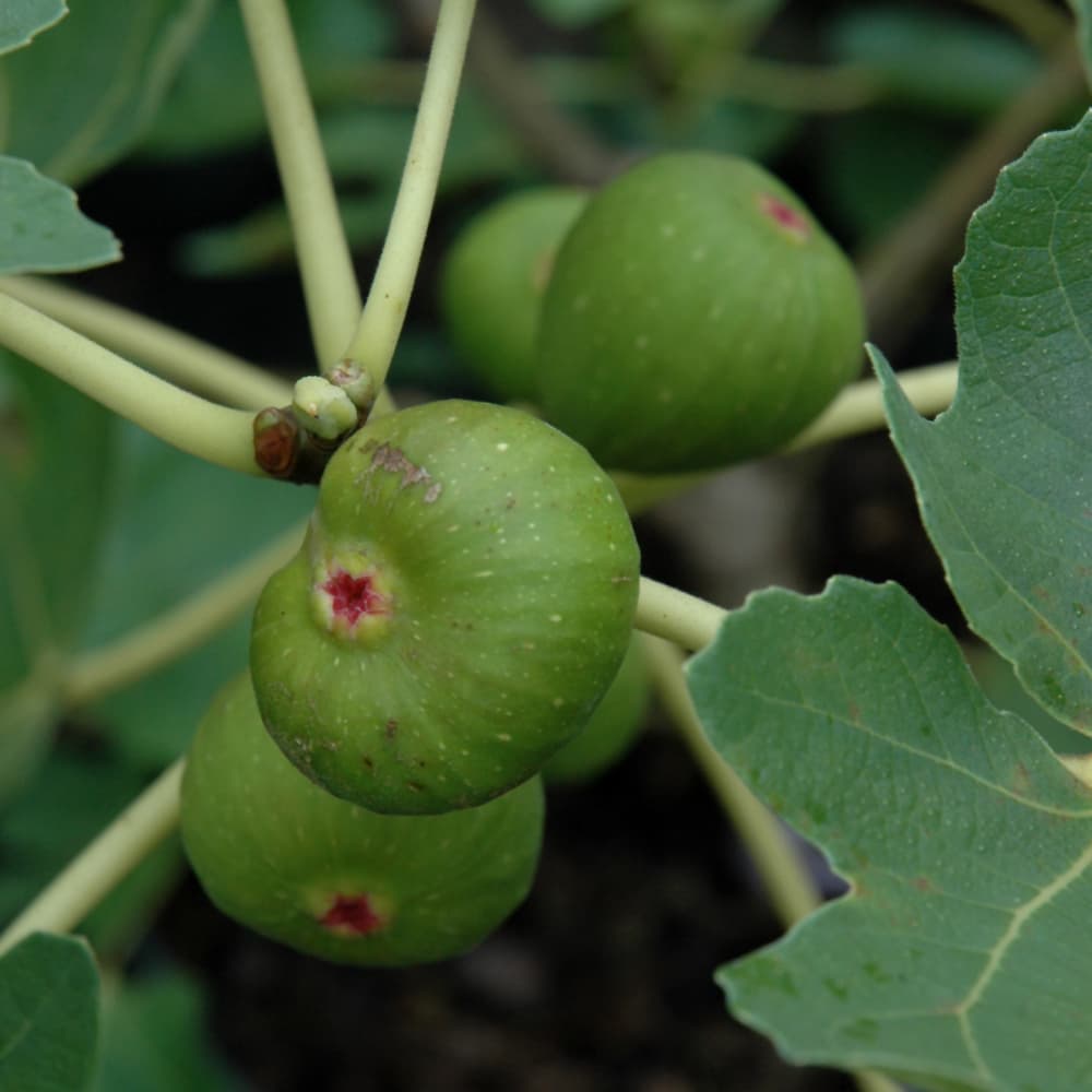 Fig Chicago Hardy Tree