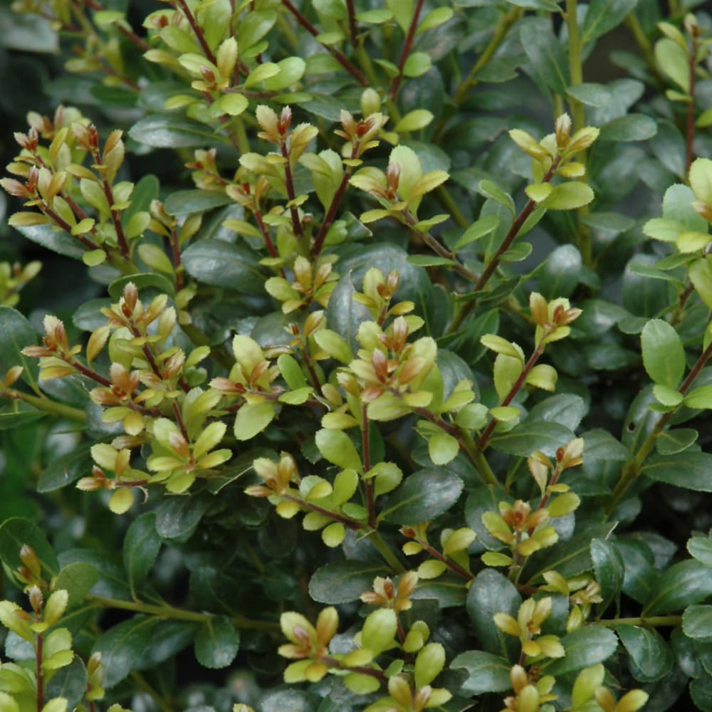 NetPS Plant Finder (www.netpsplantfinder.com)