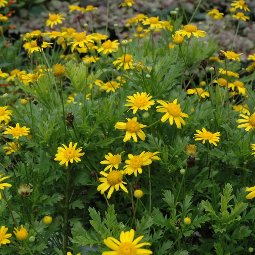 NetPS Plant Finder (www.netpsplantfinder.com)